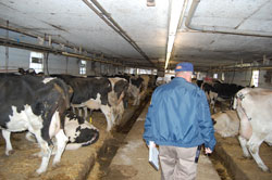 work-dairy-193